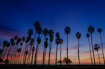 Tropical Beach sunset with Palm trees in Santa Barbara, California