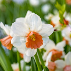 Fototapeta premium easter daffodils