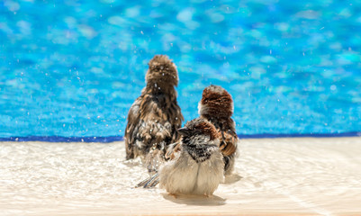A heat. Sparrows are swimming in the pool. Selective focus.