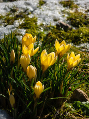 Krokusse mit Schnee