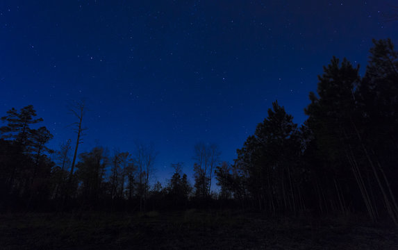 Blue night sky with a thick forest silhouette in the foreground