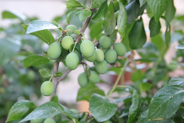 Beautiful green plum on a branch in a home garden
