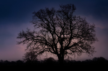 Fototapeta na wymiar Baum Silouette am Abend