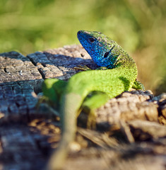 Emerald lizard on a stump