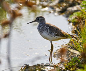 Sandpiper by the water