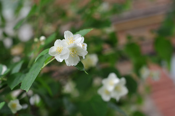 Beautiful and fresh jasmine on a green blurred background in a home garden