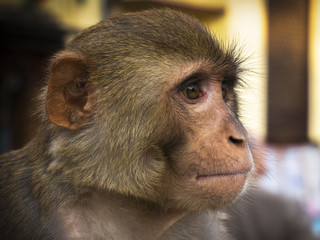 Le portrait d'un macaque à Katmandou