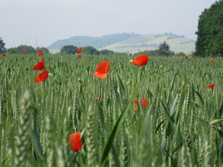 landscape width poppies
