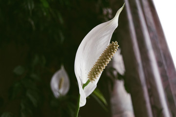 Peace lily houseplant flower in natural light indoor