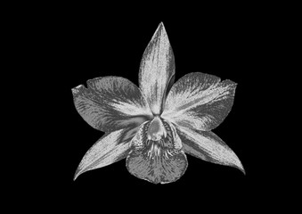 silver flower on a black background