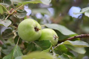 Fresh and green apples hang on a tree