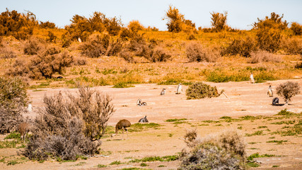 Magellanic penguins at the nests, at sunset, Punta Tombo, Patagonia