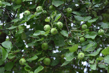 Fresh and green apples hang on a tree