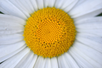 Beautiful daisy flower in a home garden closeup