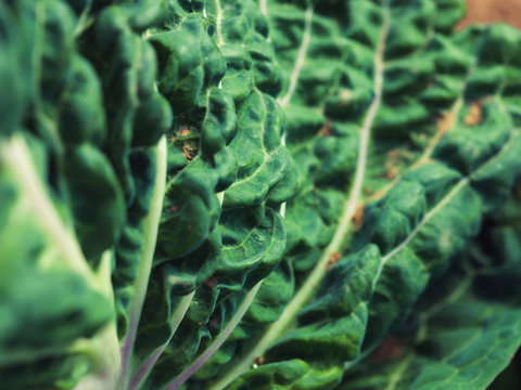 Textured green leaf