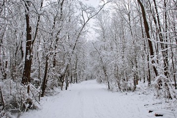 Obraz premium winterwonderland