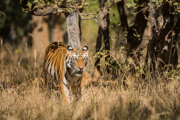 Fototapeta na wymiar A female cub on morning stroll at Bandhavgarh National Park 