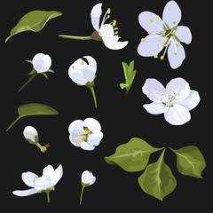 Apple Blossom Vector Clip Art Set of Flower image