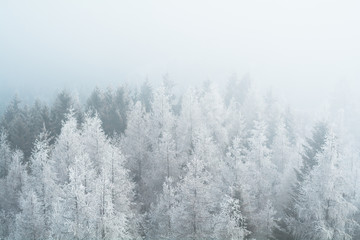 Obraz na płótnie Canvas Winter trees