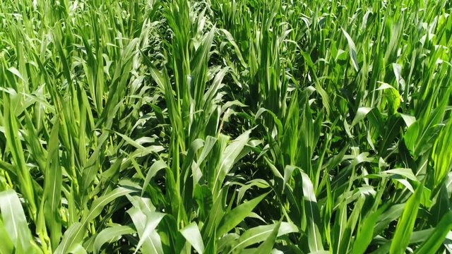 Aerial close up view of fresh green corn field maize is cereal grain first domesticated by indigenous peoples in southern mexico and has become a staple food in many parts of the world 4k quality