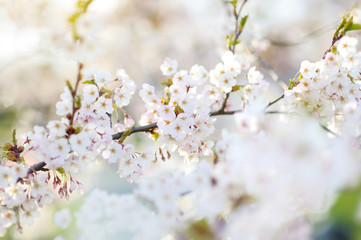 Beautiful cherry tree blossoming on spring