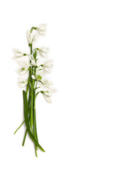 Beautiful white snowdrops (Galanthus nivalis) on a white background with space for text. Top view, flat lay