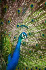 Fototapeta premium Peacock Feathers Spread Out
