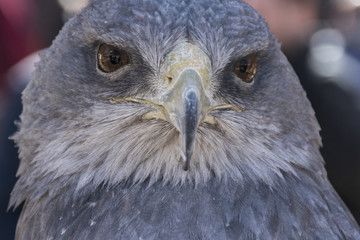 Close-up view of the face of an eagle