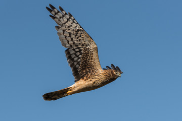 Osprey in flight isolated with blue background