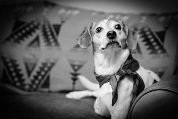 Beagle portrait in monochrome