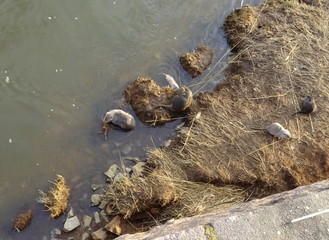 Nutrias am Ufer eines kleinen Flusses