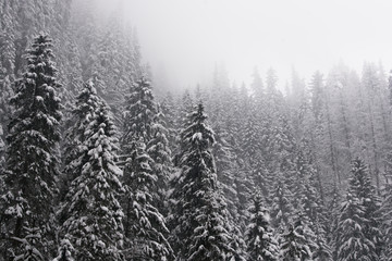 Snowy forest