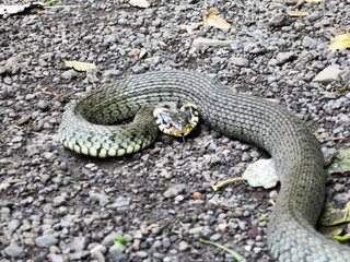 attacking snake