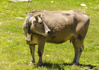 cow