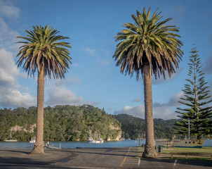 Palm Trees in Whitianga