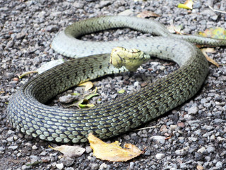 grass snake