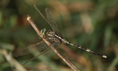 Dragonfly