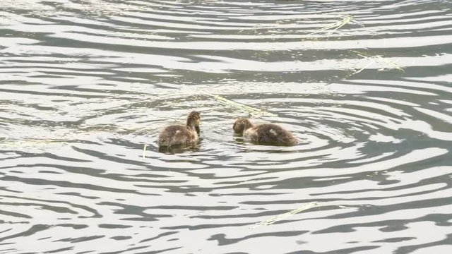 two american wigeon ducklings on the madison river in yellowstone national park, usa