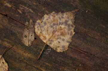 Blatt Herbst Wald vergilbt