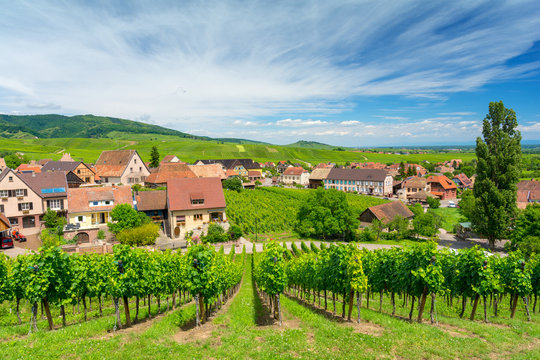 beautiful vineyards in Hunawihr village, Alsace, eastern France