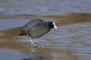 Eurasian coot (Fulica atra)