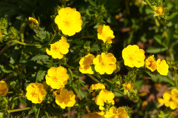 Potentilla aurea yellow flowers with green