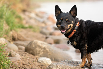 Dog on a rocky shore