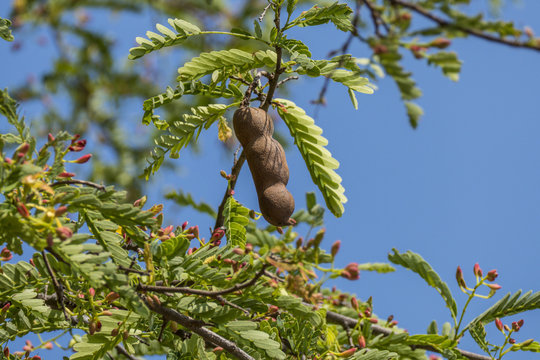 Thailand, Asia, Tamarind Tree
