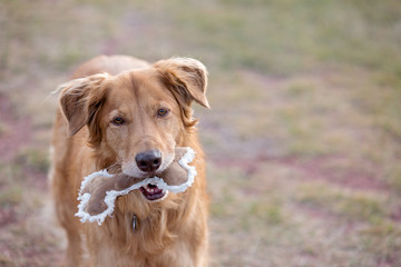 Golden Retriever holding a stuffed bone