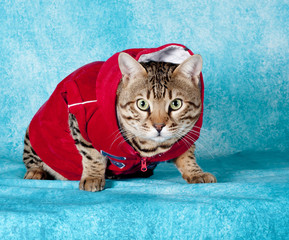 rapper cat