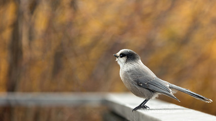 Grey Jay standing on deck rail