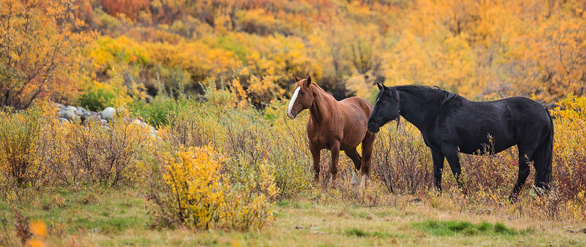 Two horses standing in fall foliage