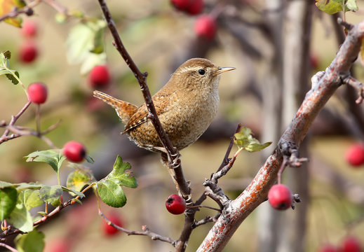 Close up photo of eurasian wren sits on a branch wit bright red berries on beige blurred background