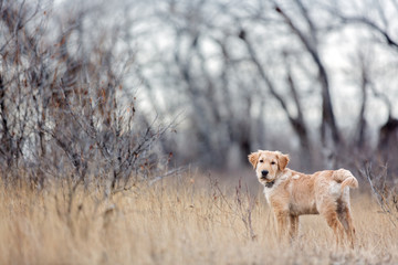 Puppy posing on the end of the forest